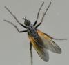 Empis tessellata
